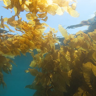 Kelp forest underwater. 